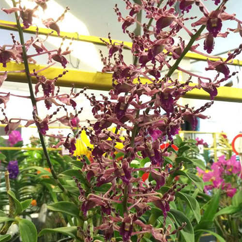 Dendrobium Big Ben Dendrobium Big Ben
